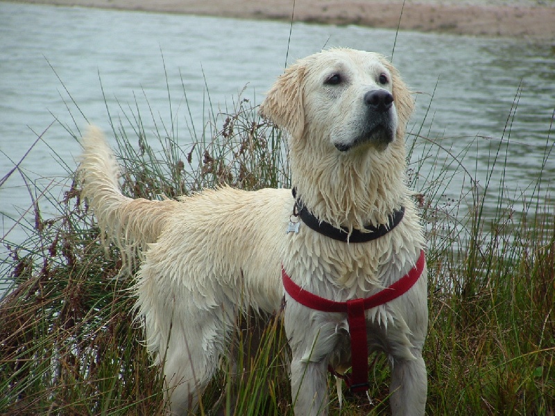 Chipie des Prairies de Lagarde