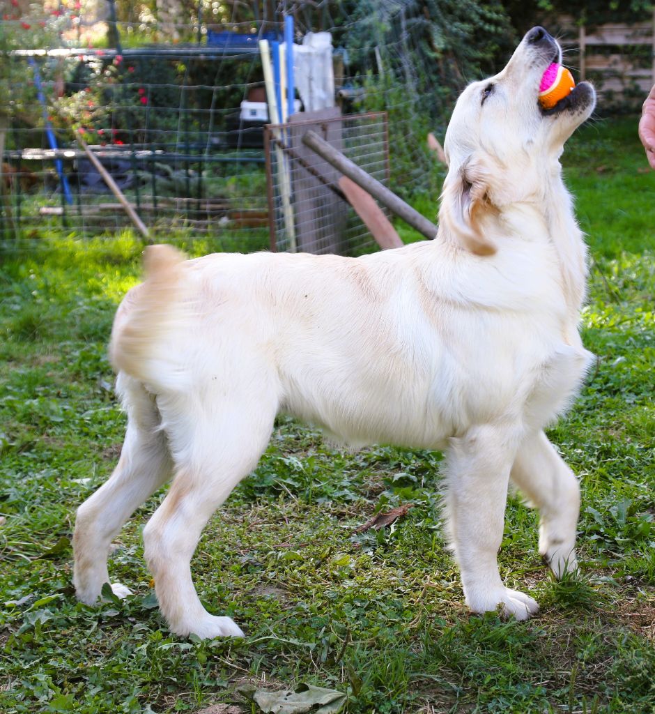 Violetta bella Des Puppys Goldens Love