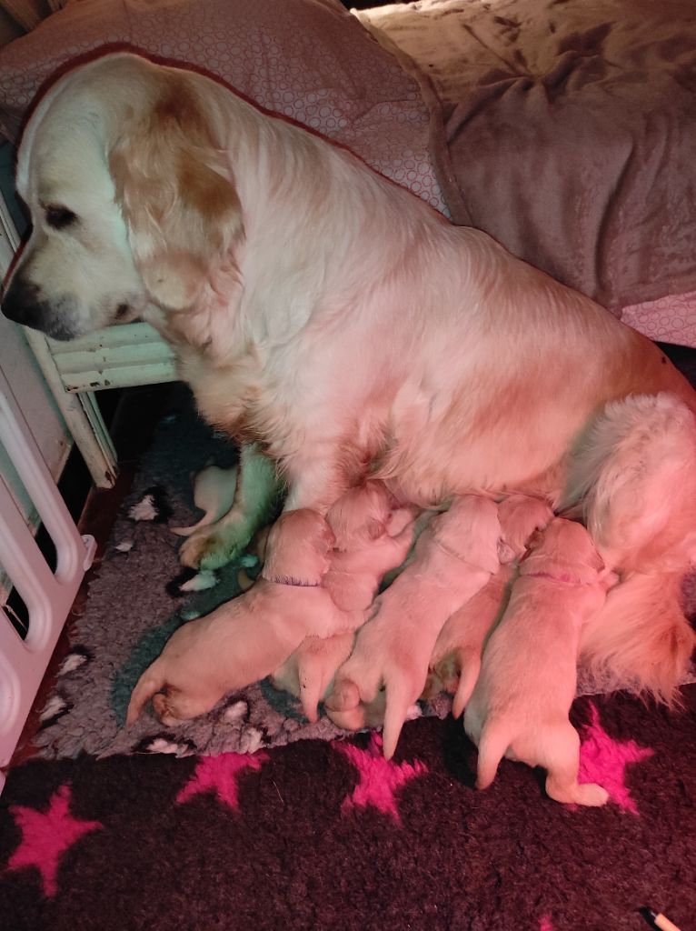 chiot Golden Retriever des Prairies de Lagarde