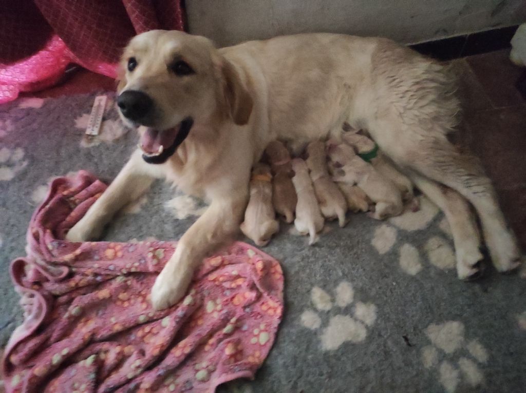 Violetta bella puppys goldens love