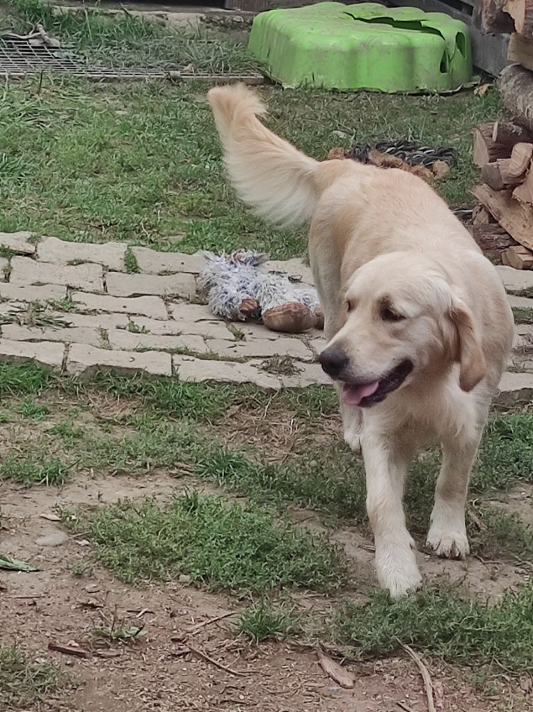 Violetta bella puppys goldens love