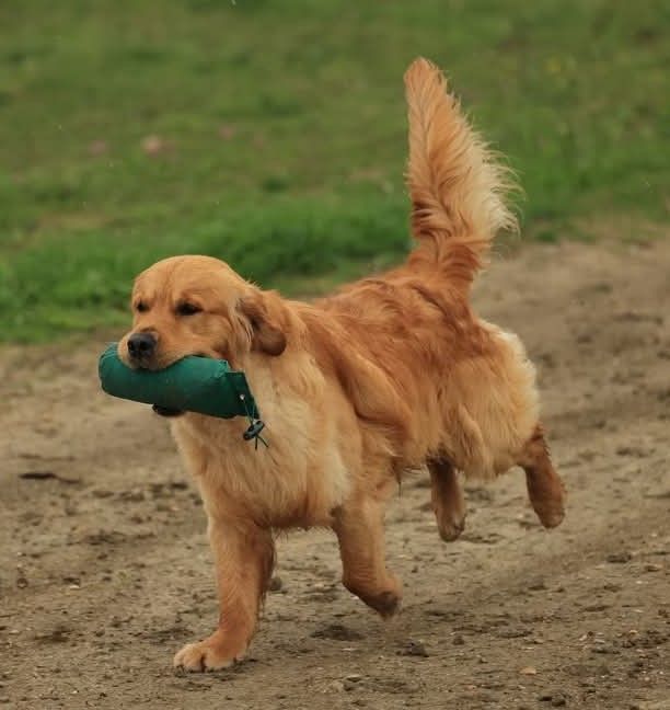 Prochaine portée Stardust in sacha's meadown et Ursule des puppys gold