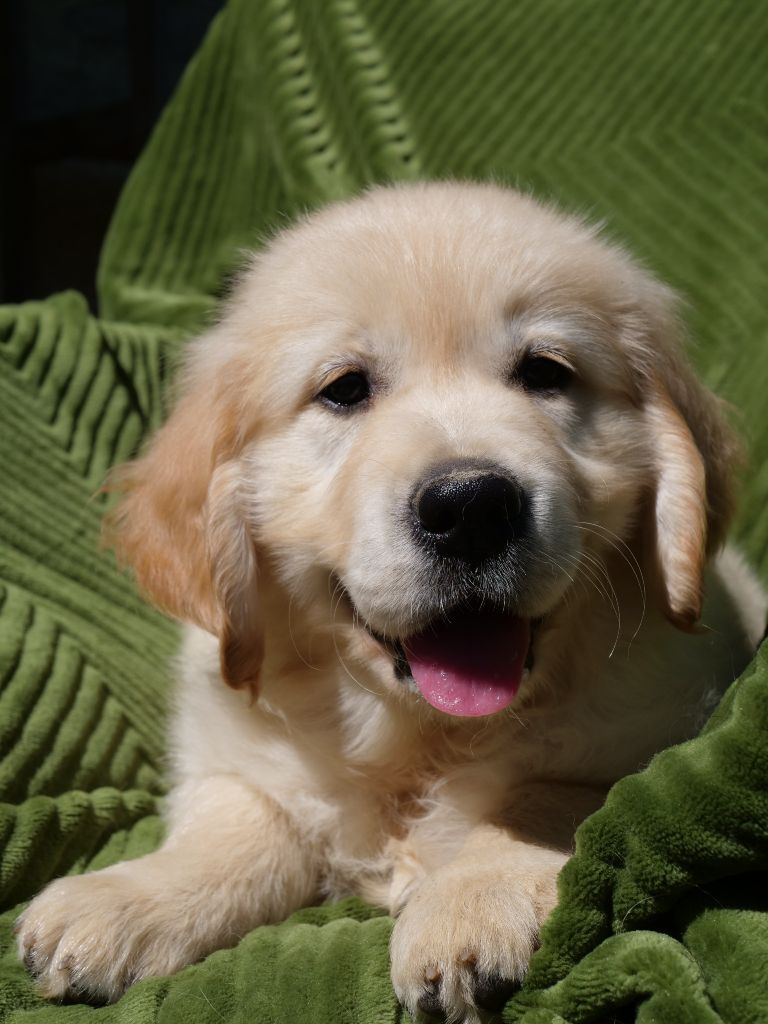 Portée Stardust in sacha's meadown et Ursule des puppys gold
