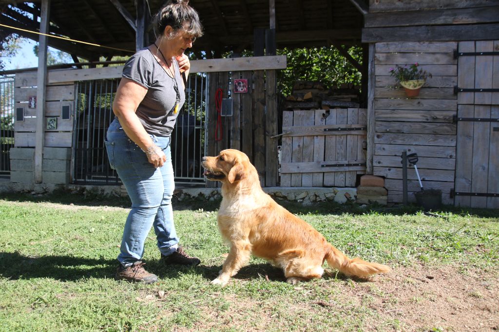  chiots de 3 mois 1/2 disponibles