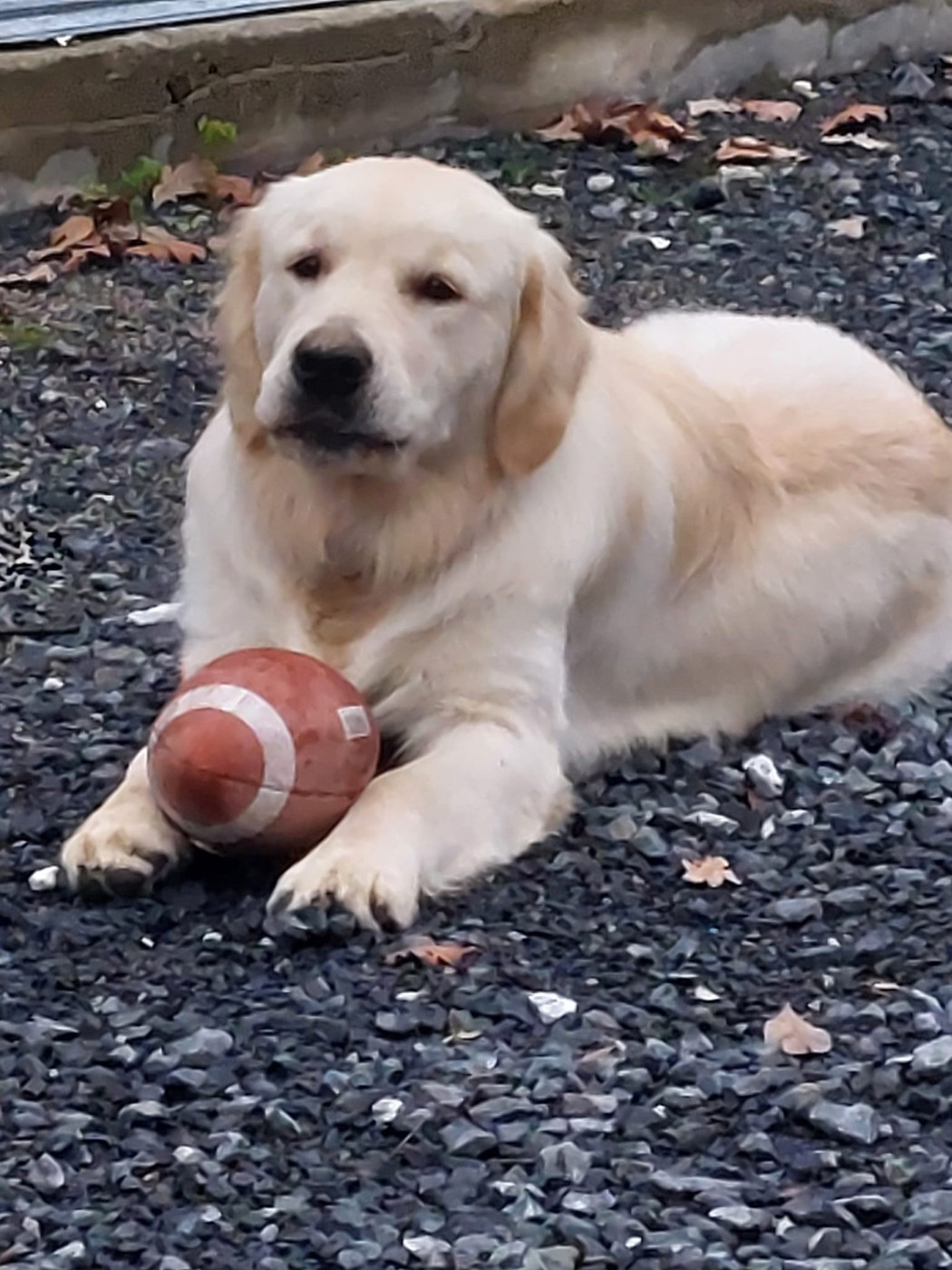 chiots de ulk et violetta 2025