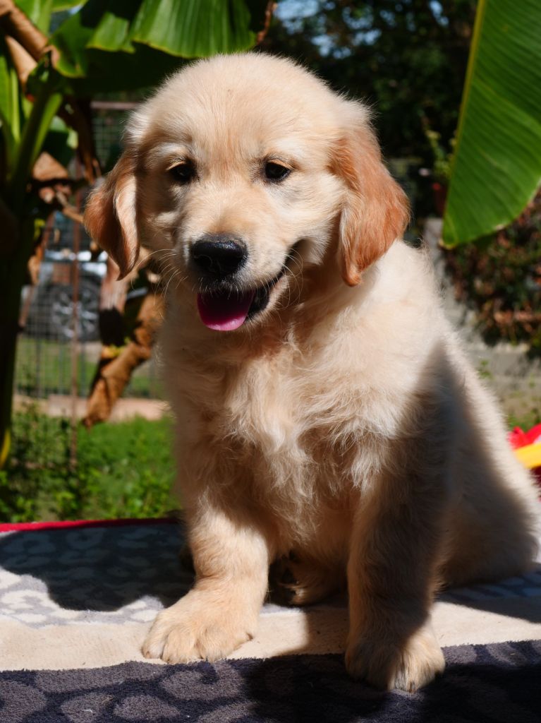 des Prairies de Lagarde - Chiots disponibles - Golden Retriever