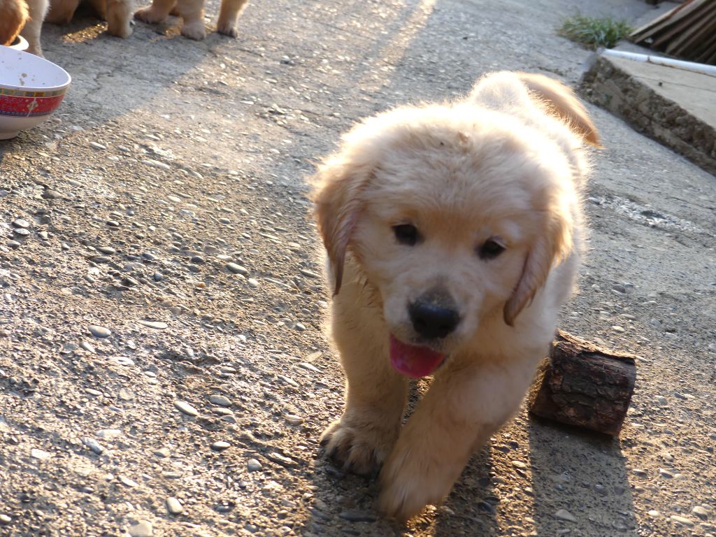 des Prairies de Lagarde - Chiots disponibles - Golden Retriever