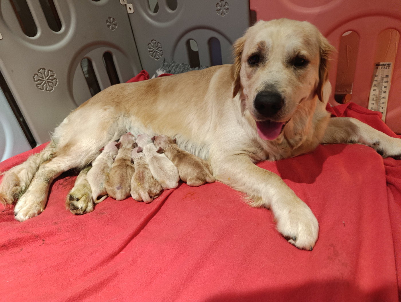 Chiot Golden Retriever des Prairies de Lagarde