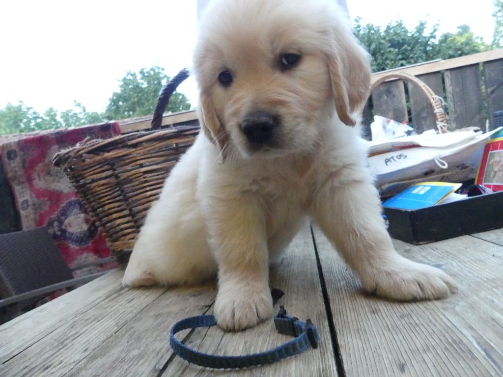 des Prairies de Lagarde - Chiots disponibles - Golden Retriever