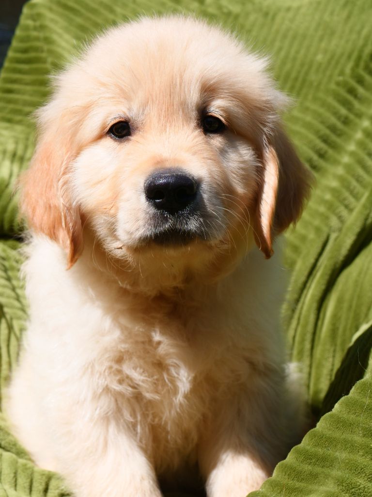 des Prairies de Lagarde - Chiots disponibles - Golden Retriever
