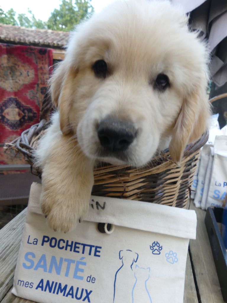 des Prairies de Lagarde - Chiots disponibles - Golden Retriever