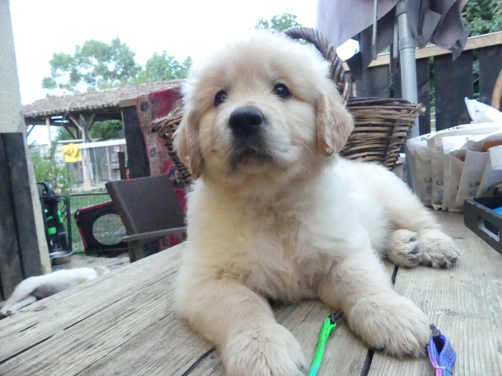 des Prairies de Lagarde - Chiots disponibles - Golden Retriever