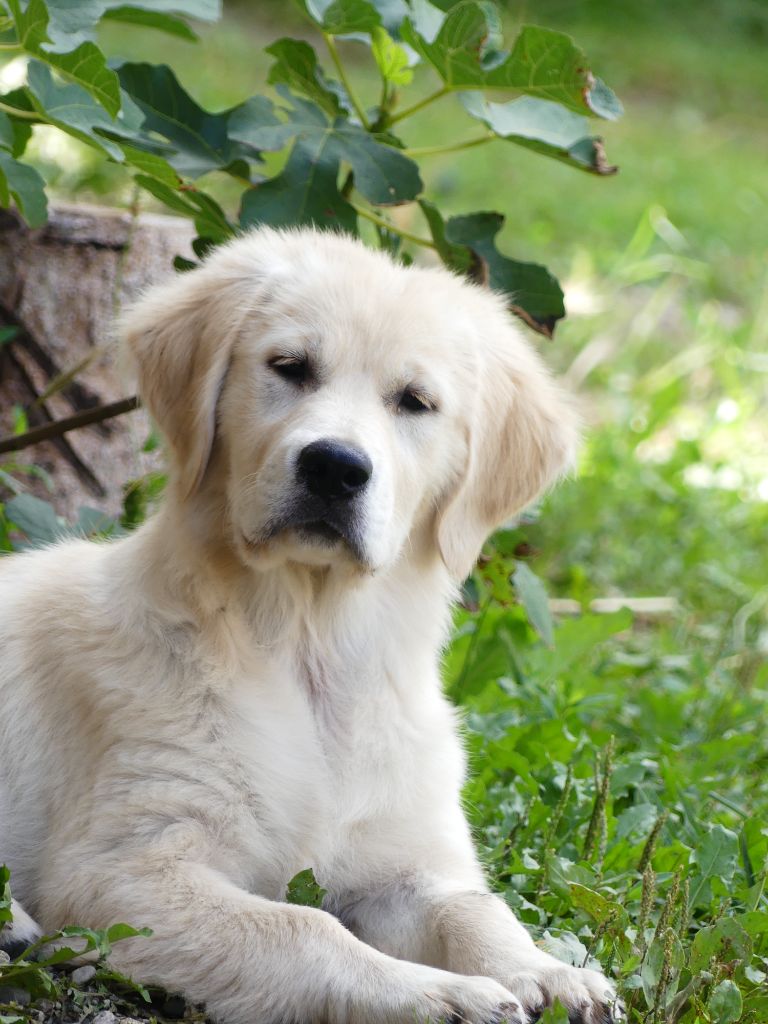 des Prairies de Lagarde - Chiots disponibles - Golden Retriever