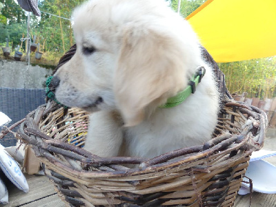 CHIOT