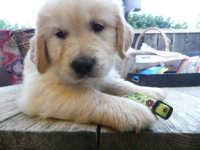 CHIOT