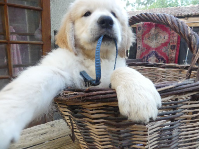 CHIOT