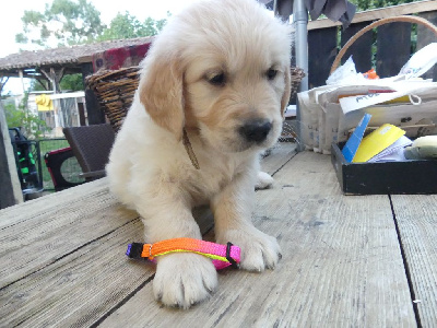 CHIOT