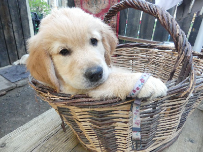 CHIOT