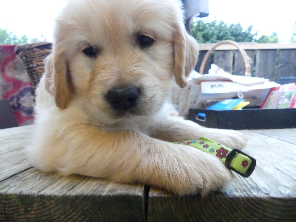 des Prairies de Lagarde - Chiots disponibles - Golden Retriever