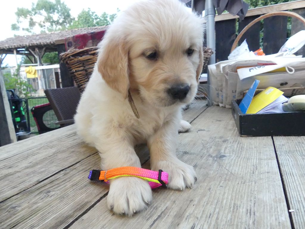 des Prairies de Lagarde - Chiots disponibles - Golden Retriever