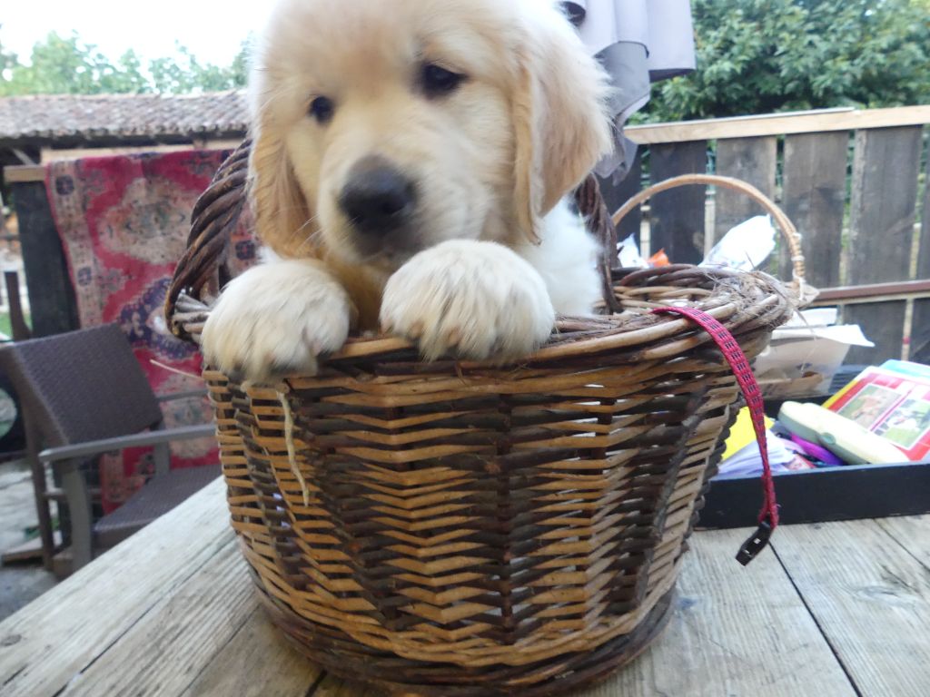 des Prairies de Lagarde - Chiots disponibles - Golden Retriever