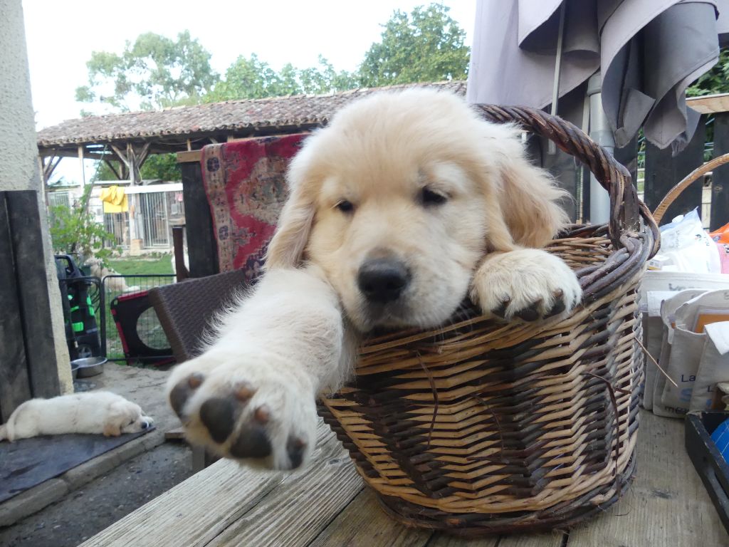 des Prairies de Lagarde - Chiots disponibles - Golden Retriever
